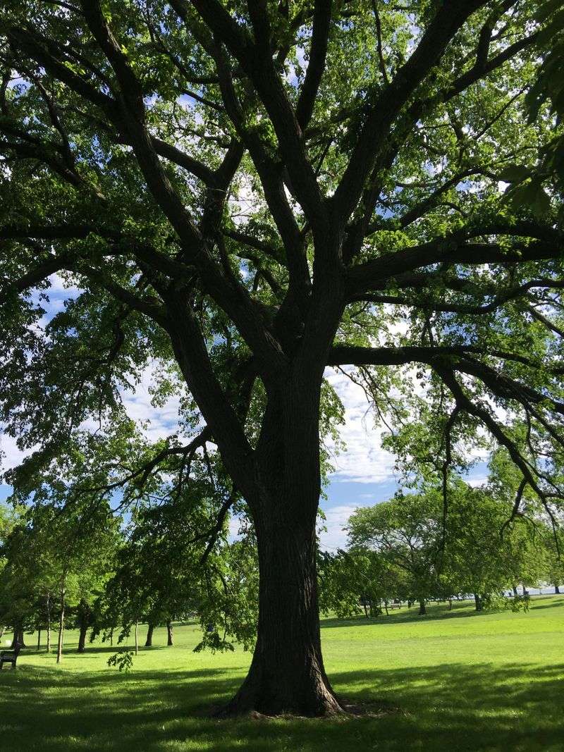 The Shade It Provides And What Lives In It The Shade It Provides And What Lives In It