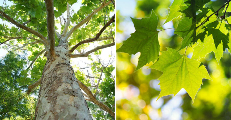 american sycamore
