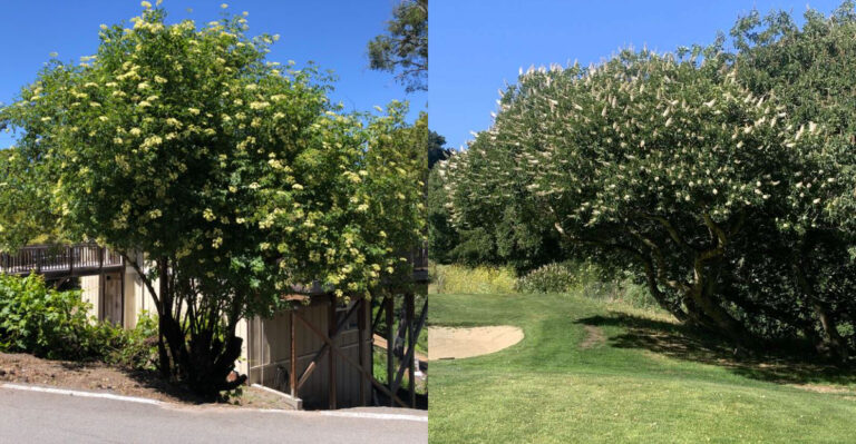 The Shade Trees California Homeowners Are Planting To Lower Their Cooling Bills