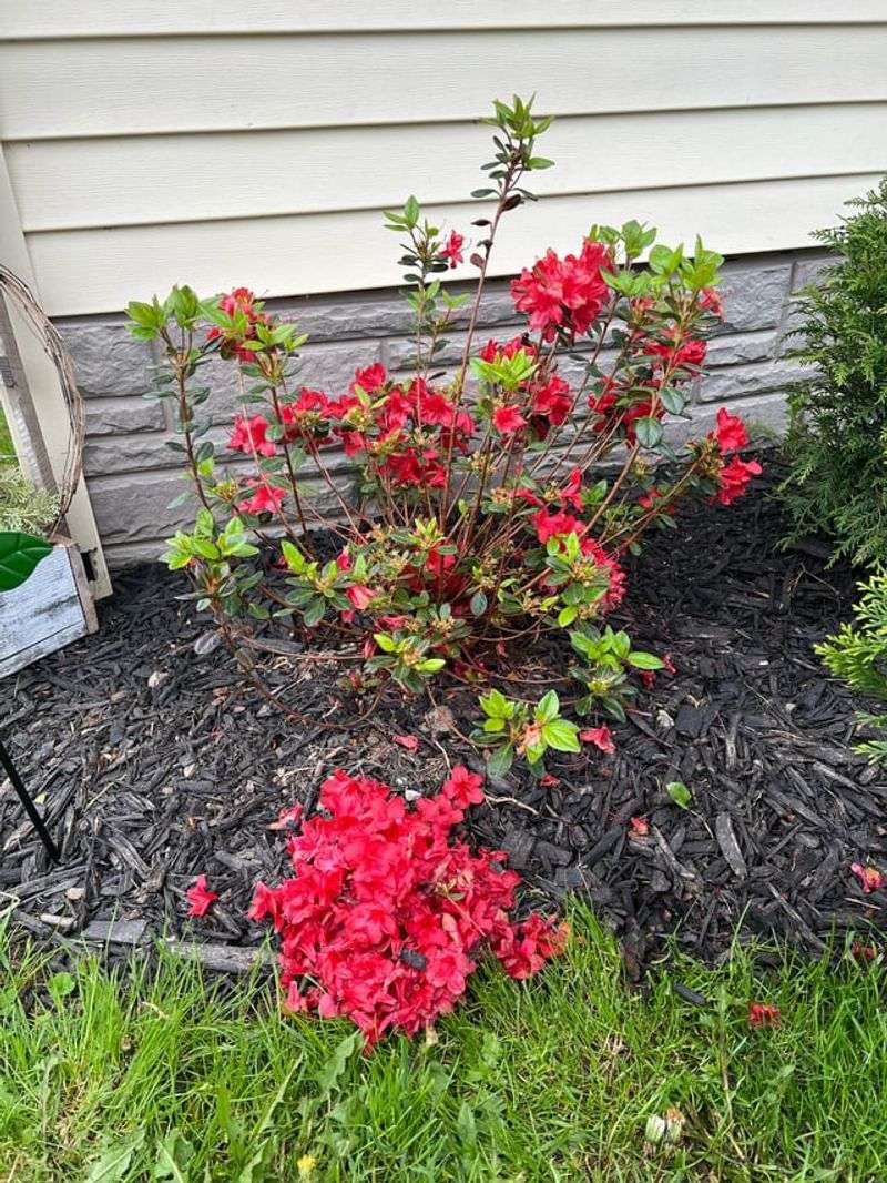 The Shrub May Lose Its Natural Shape