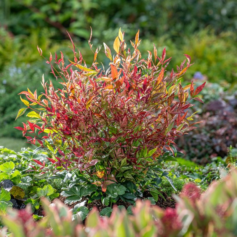 The Shrub That Took Over Tennessee Yards