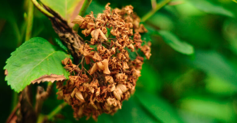 The Shrubs California Homeowners Regret Planting Once Summer Arrives