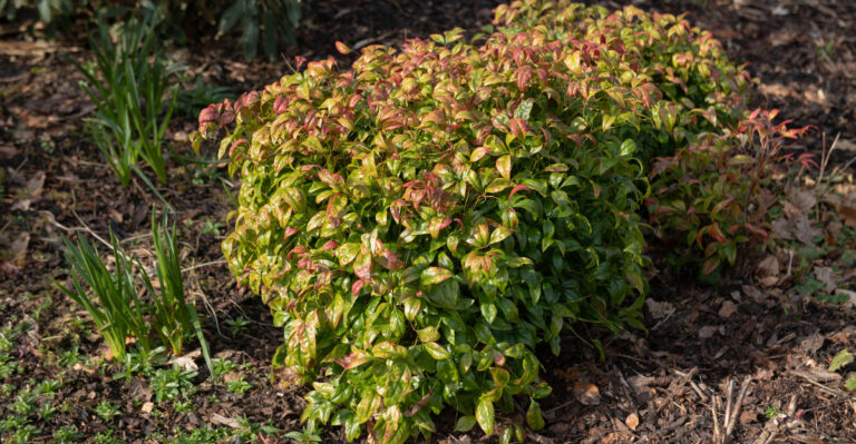 nandina shrub