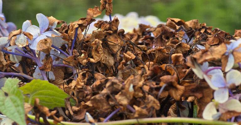 The Shrubs Oregon Homeowners Regret Planting Once Summer Arrives