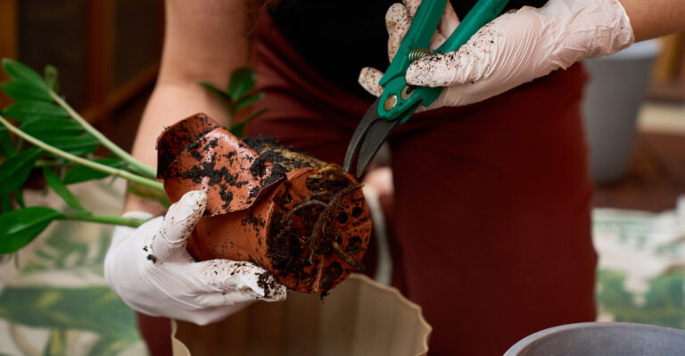 The Signs A Nursery Plant Is Root Bound Before You Buy It In Oregon