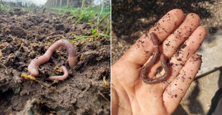 The Signs Jumping Worms Have Reached Your Oregon Garden And What To Do Next