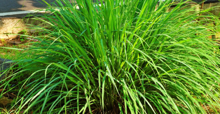 The Simple Secret To A Mosquito-Free Mississippi Patio (It’s Already Growing In Your Neighbor’s Yard)