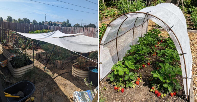 The Simple Shade Cloth Setup Arizona Gardeners Use During Heat Waves