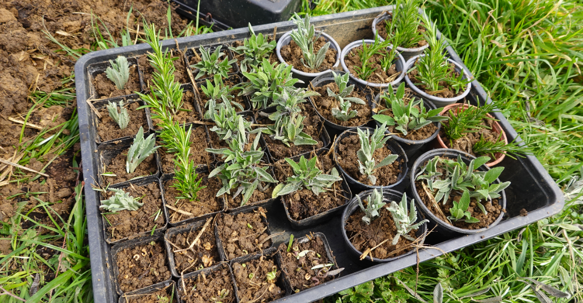 herbs