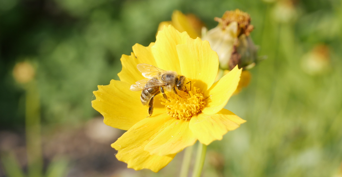 bee on coreopsis