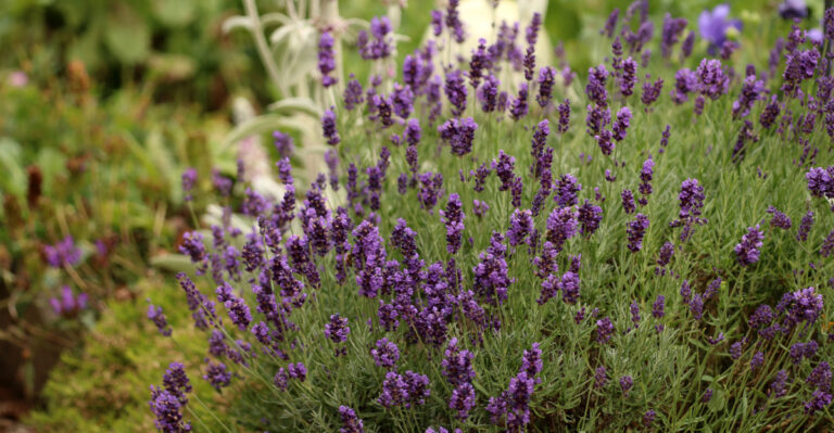 Lavender (featured image)