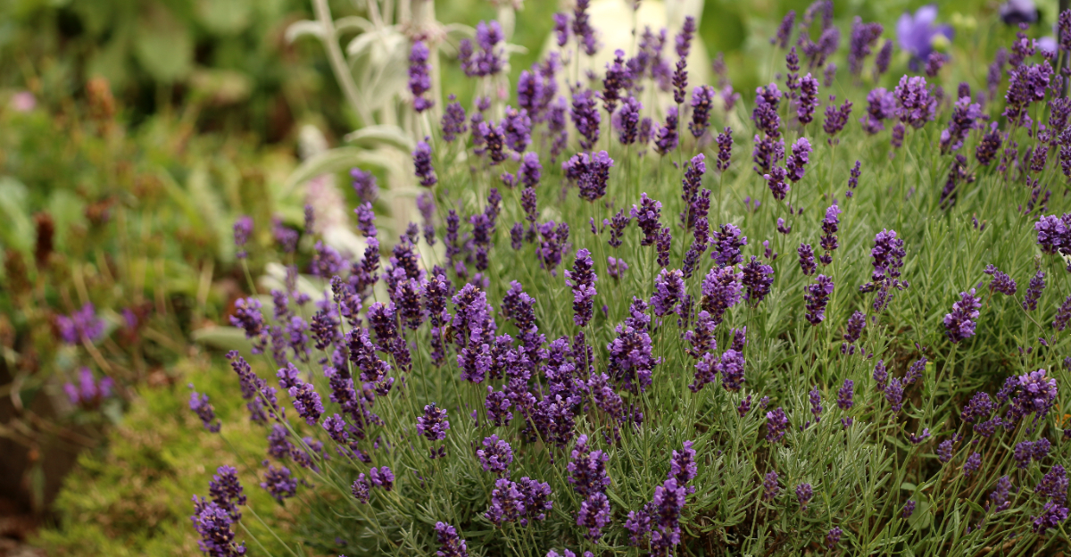 Lavender (featured image)