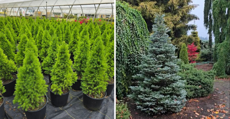 The Small Evergreen Trees Every Washington Yard Needs