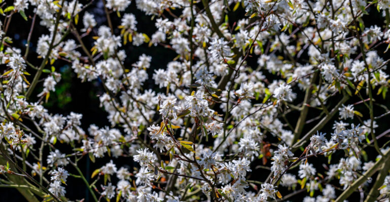 small tree