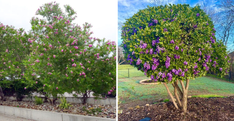 The Small Native Trees That Actually Belong In Western Texas Front Yards