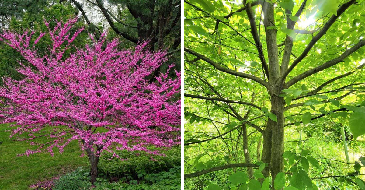eastern redbud and american hornbeam