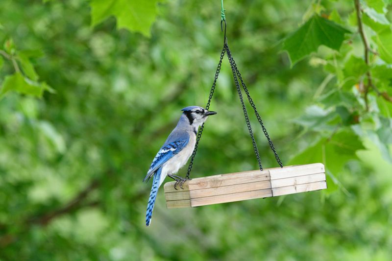 The Small Yard Adjustments That Blue Jays Actually Notice The Small Yard Adjustments That Blue Jays Actually Notice