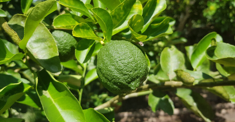 lime tree (featured image)