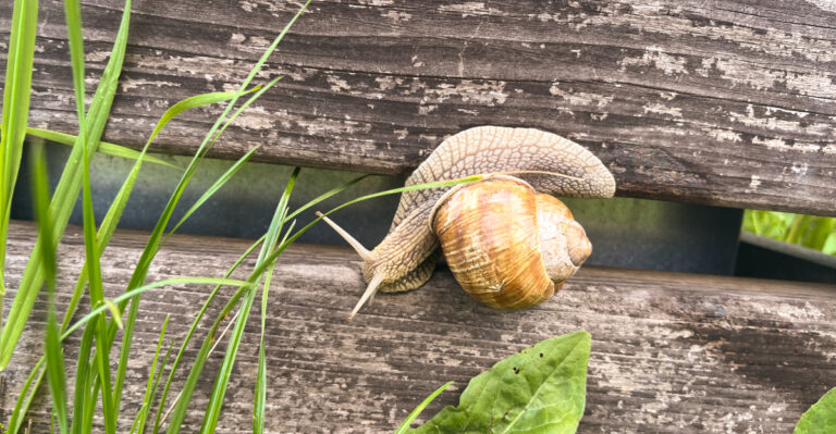 The Snail-Repelling Plants California Gardeners Are Planting Now