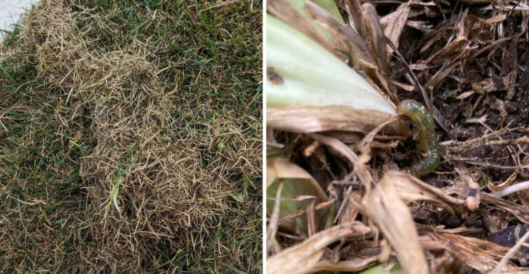 The Sod Webworm Problem Michigan Homeowners Mistake For Drought Every May