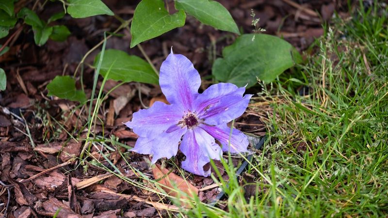 The Soil And Mulch Trick Clematis Loves In Texas