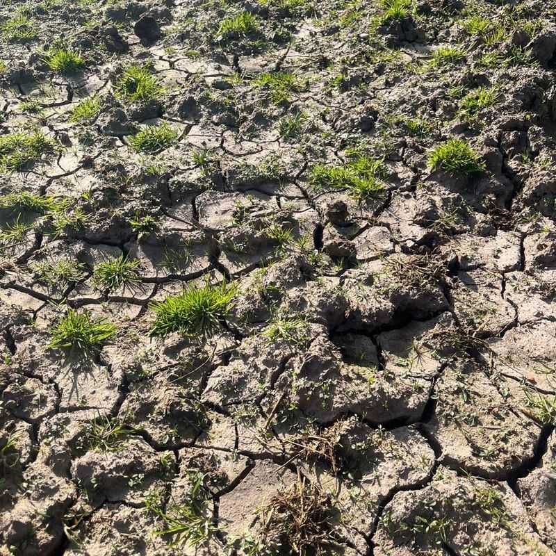 The Soil Cracks Hard During Warm Dry Weather