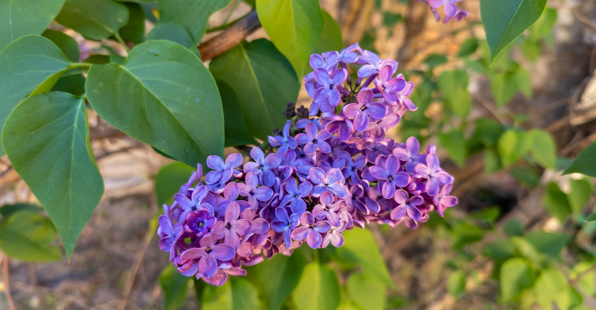 lilacs