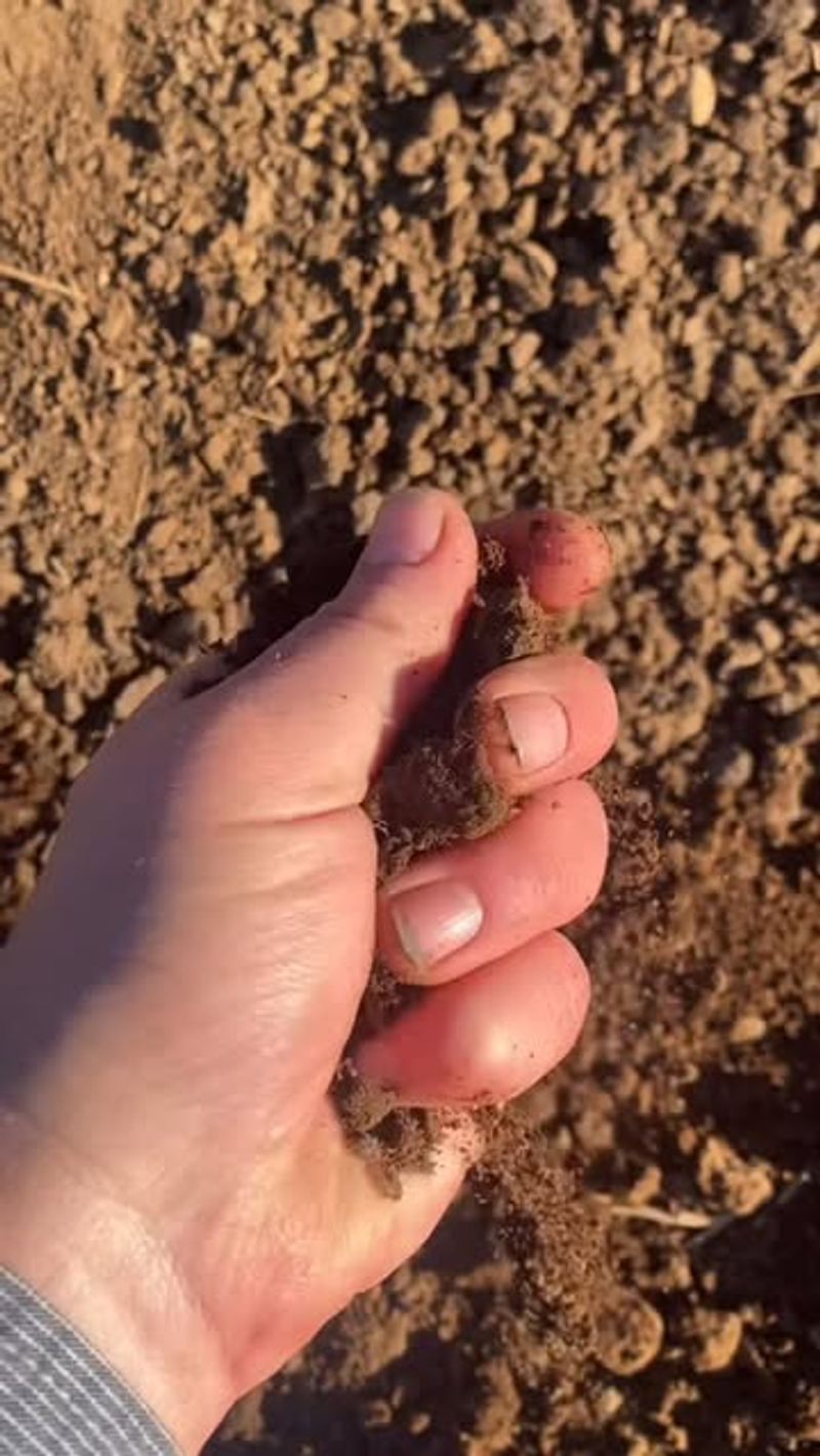 The Soil Turns Dusty And Dry Almost Immediately After Watering