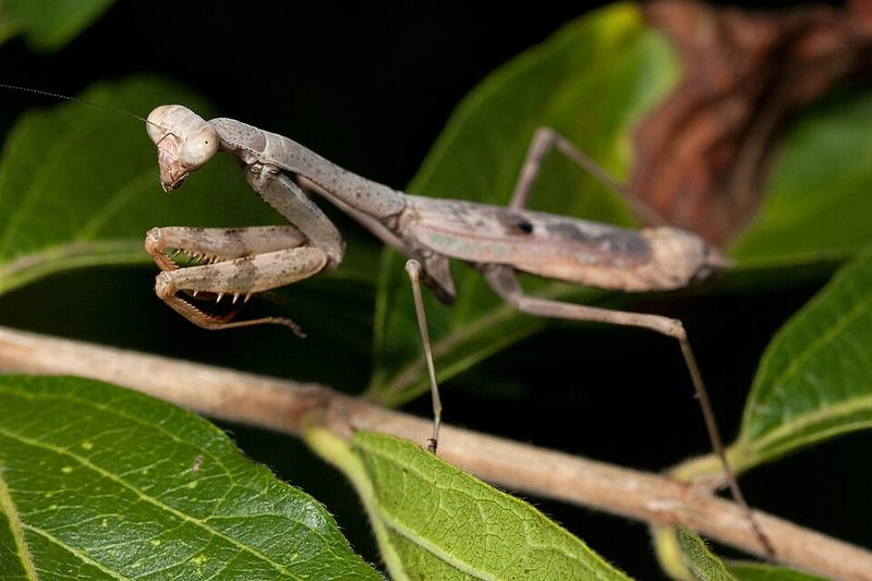The Species Matters More Than The Symbolism
