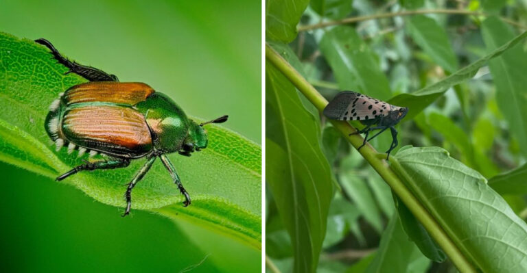 japanese beetle and spotted lanternfly