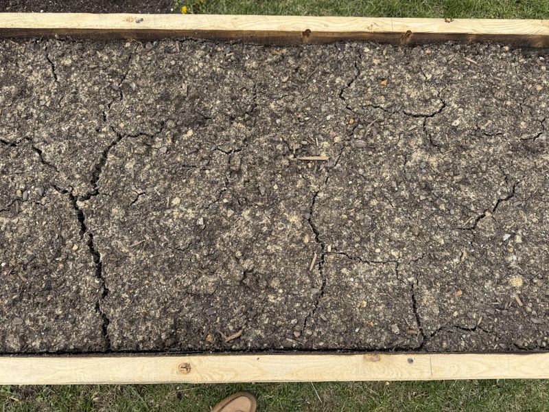 The Surface Crusts Over After Rain Or Watering The Surface Crusts Over After Rain Or Watering