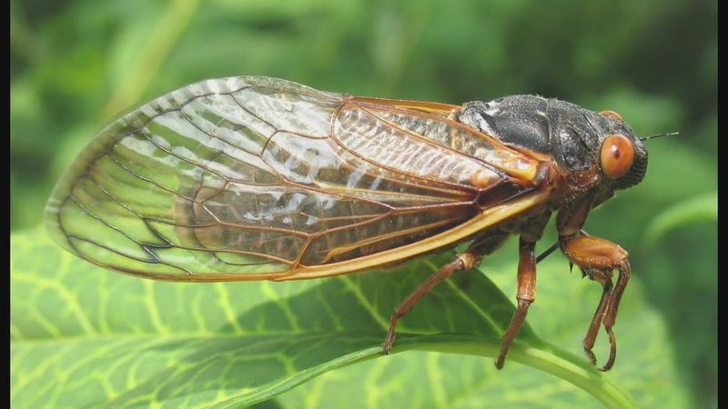 The Surprising Benefits Cicadas Bring To Your Property