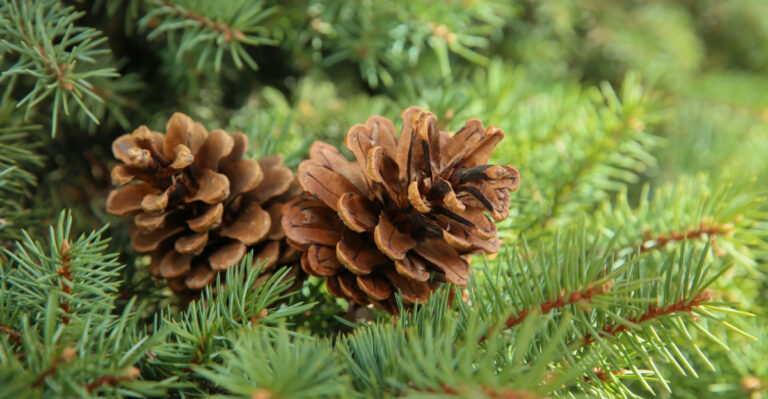 The Surprising Reason Wisconsin Gardeners Are Burying Pine Cones In Their Soil
