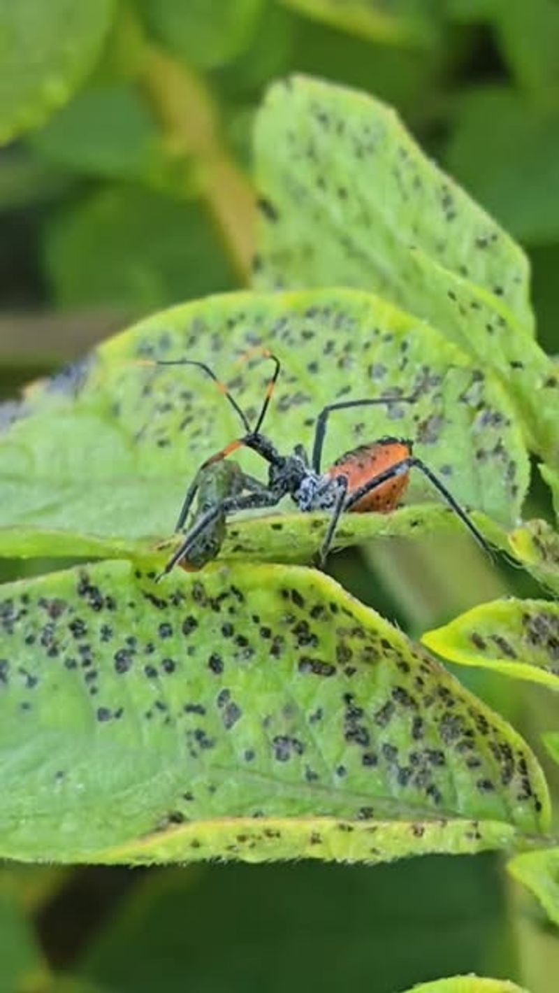 Wheel bug with its catch