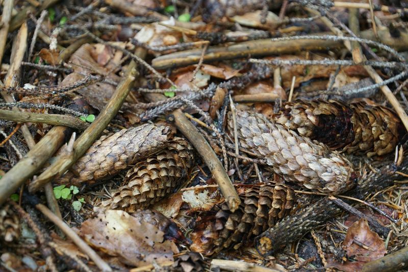 The Surprising Way Pine Cones Release Nutrients Over Time