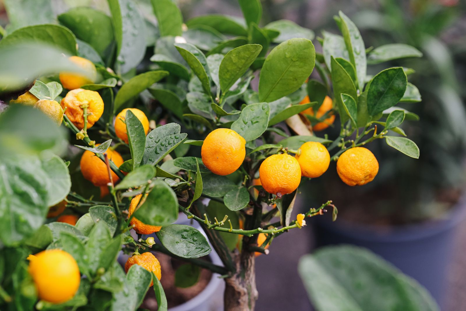 citrus tree