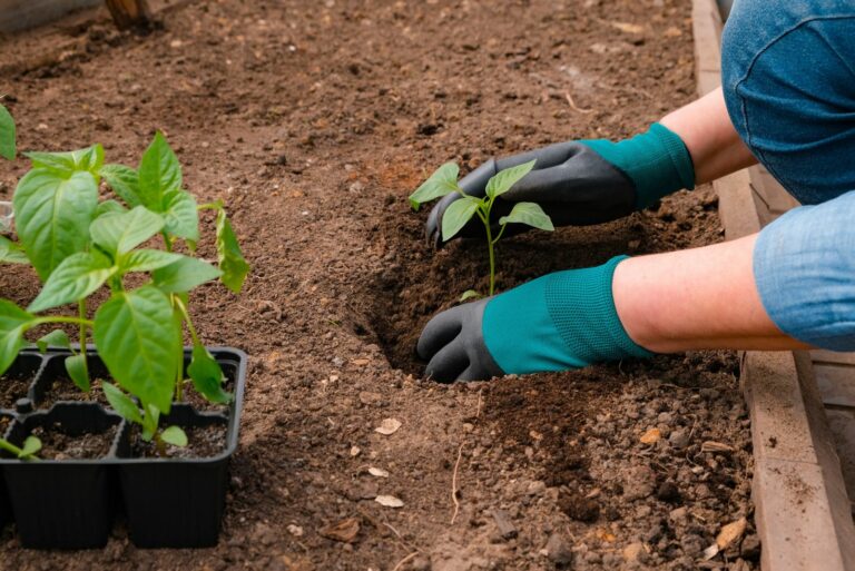 planting peppers