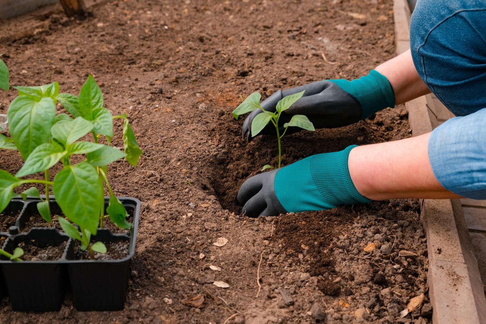 planting peppers