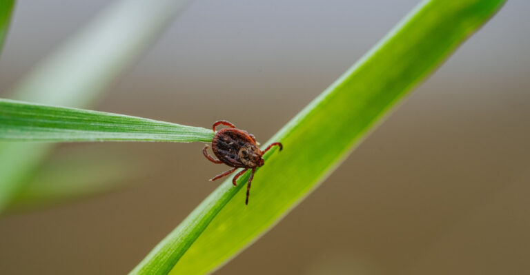 The Tick-Repelling Plants Maryland Gardeners Swear By (And Most People Have Never Heard Of)