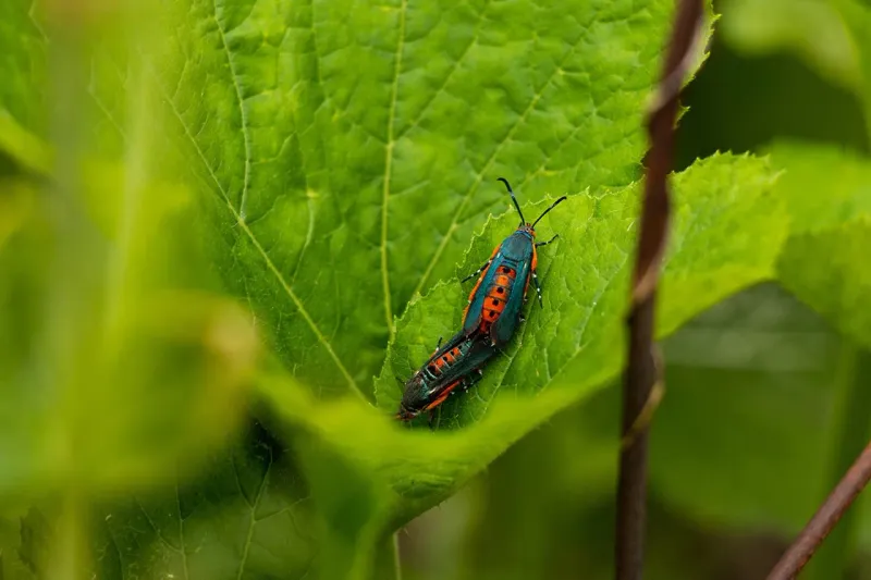 The Tiny Garden Pest Behind Sudden Squash Collapse