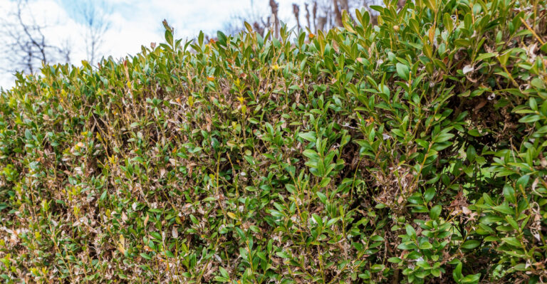 The Tiny Pest Damaging Boxwoods In Oregon Yards This Season