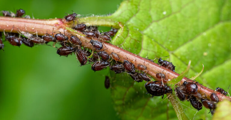 The Tiny Pests That Explode In California Gardens When Weather Warms Up