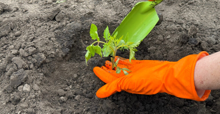 planting tomato