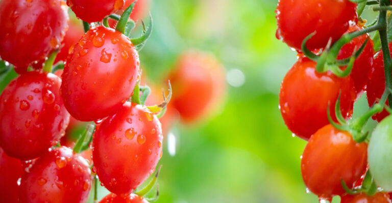 The Tomato Varieties That Actually Thrive In Minnesota’s Short Summer