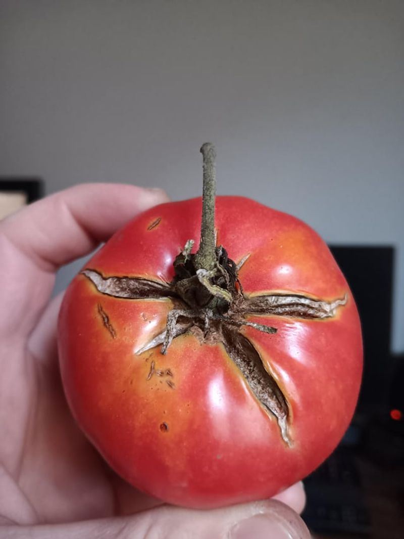 Brandywine tomato