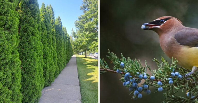 eastern redcedar