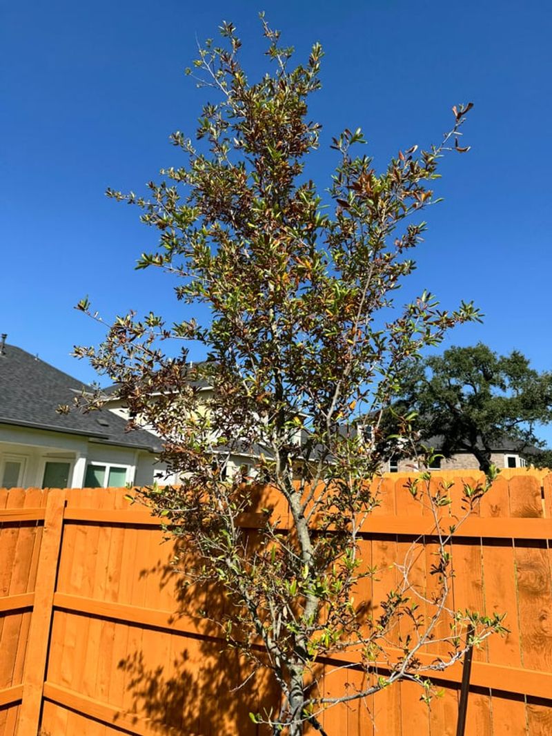 The Tree Failing To Recover Overnight After Heat