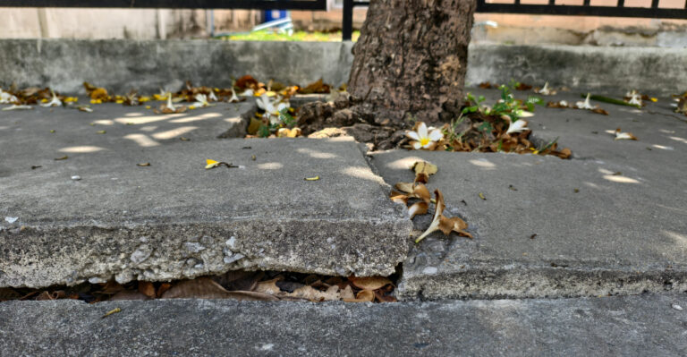 The Trees Oregon Homeowners Should Never Plant Near A Sidewalk