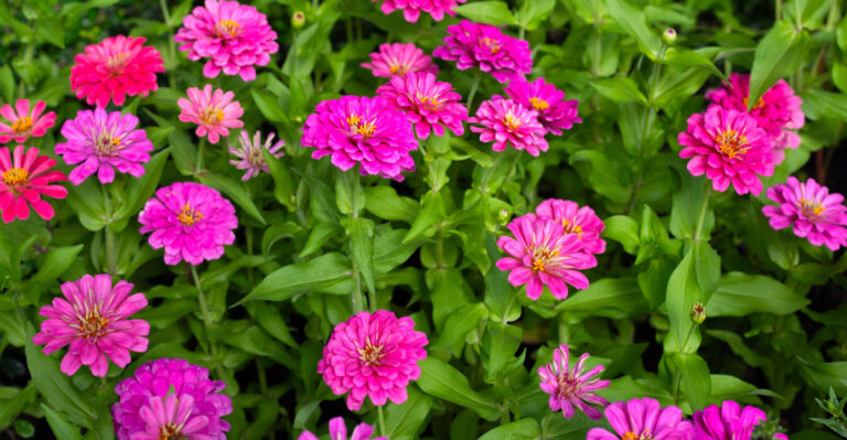 zinnias