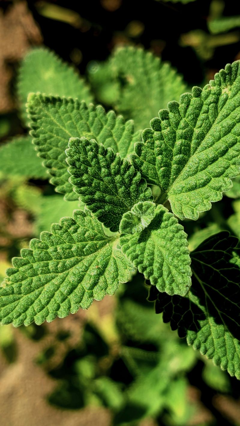 The Unexpected Perks Of This Simple Herb The Unexpected Perks Of This Simple Herb
